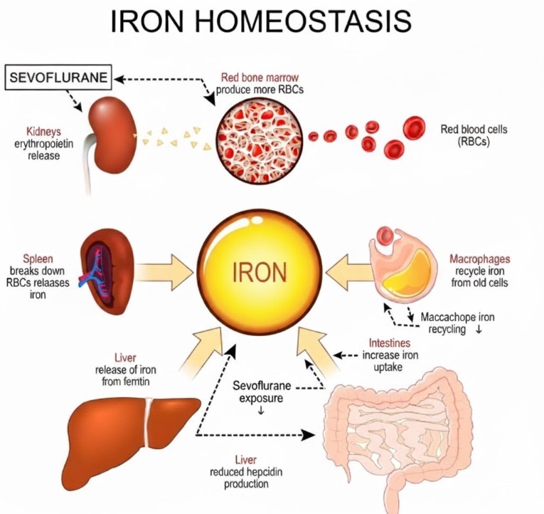 Impact of Sevoflurane on Iron Homeostasis and Ferroptosis